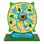 Plant Cell Model